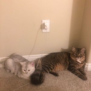 Meet your Posher, Qing